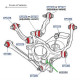 Pedders Pedders EP7276 Urethane Rear Upper Lateral Arm Bush (4 PKT) | race-shop.cz